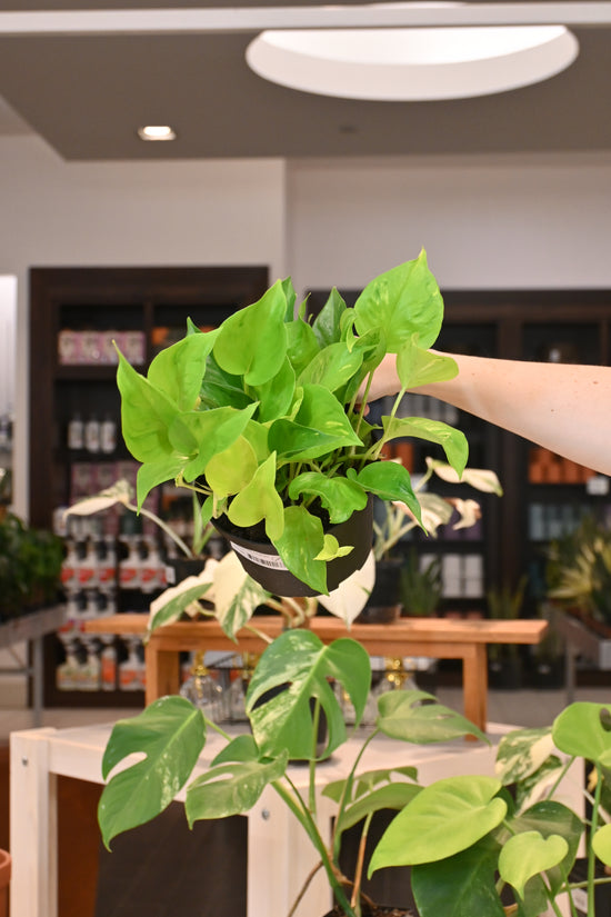 Epipremnum Champs Elysees