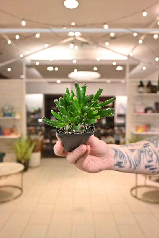 Ogre Ears Crassula