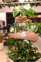 Glass Propagation Container