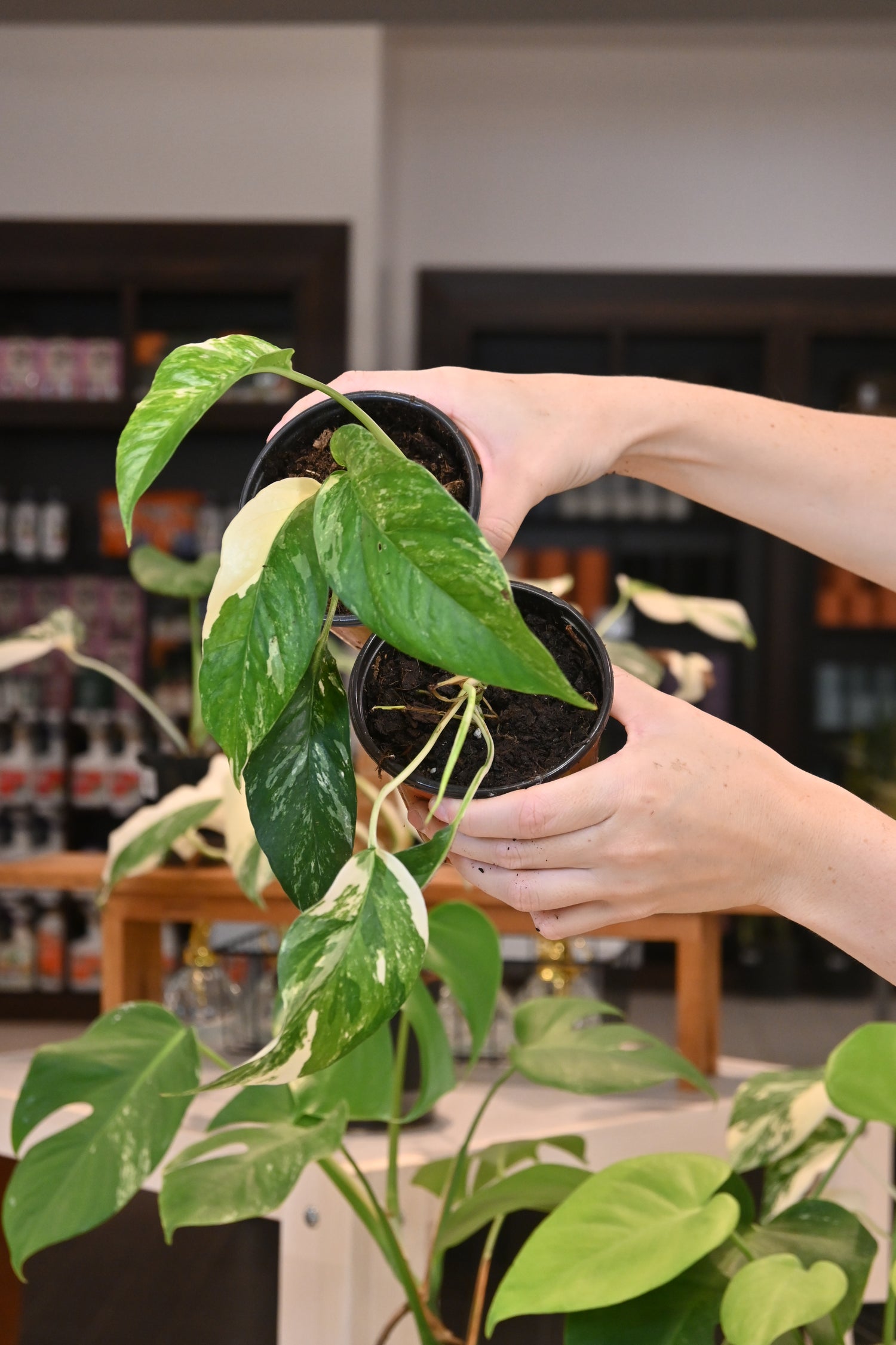pothos pinnatum Epipremnum Pinnatum Albo – Lost in the Forrest