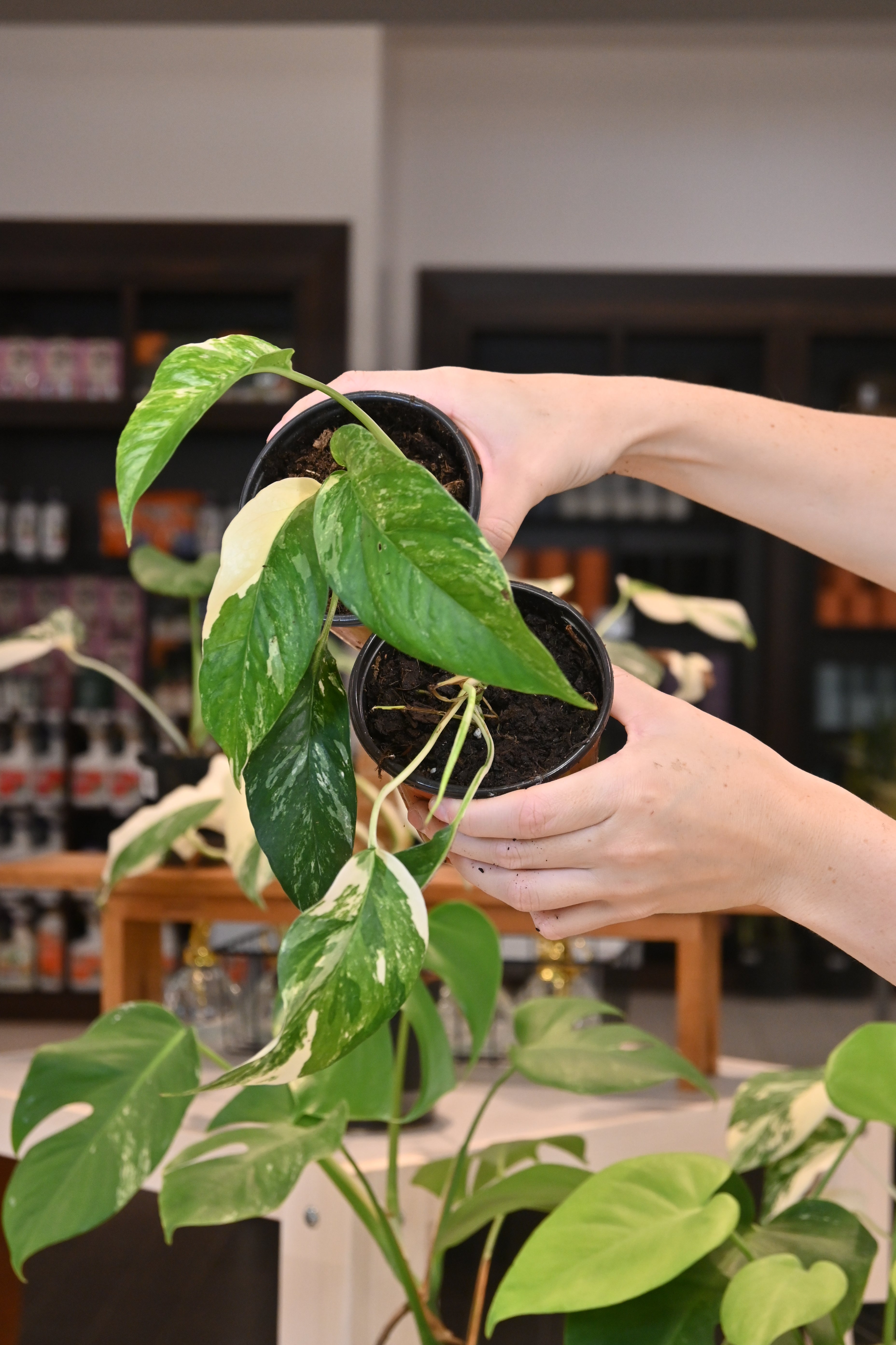 Epipremnum Pinnatum Albo