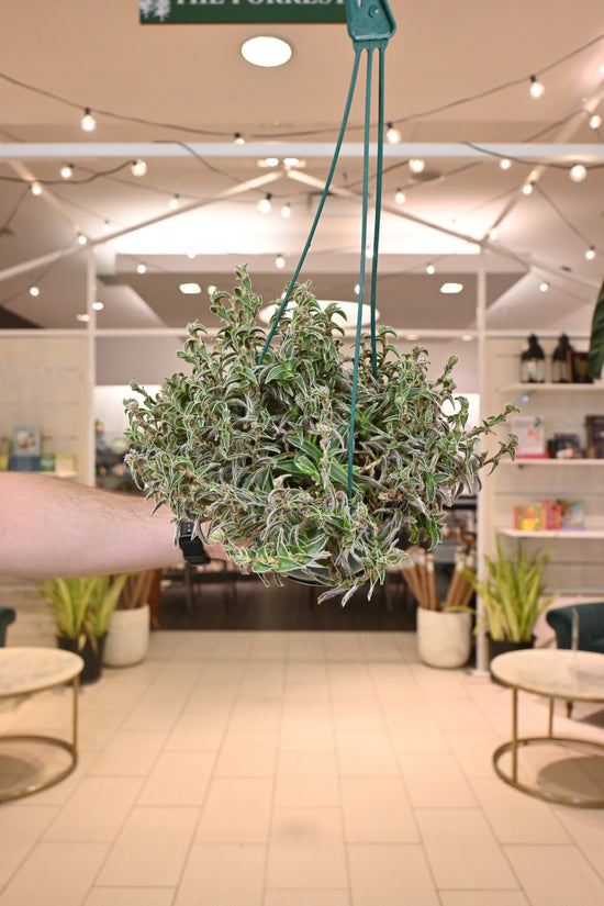 Cyanotis Somaliensis "Kitten Ears"