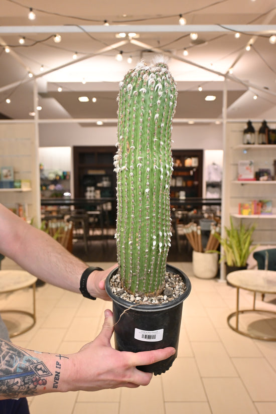 Echinopsis Hybrid *No Shipping*