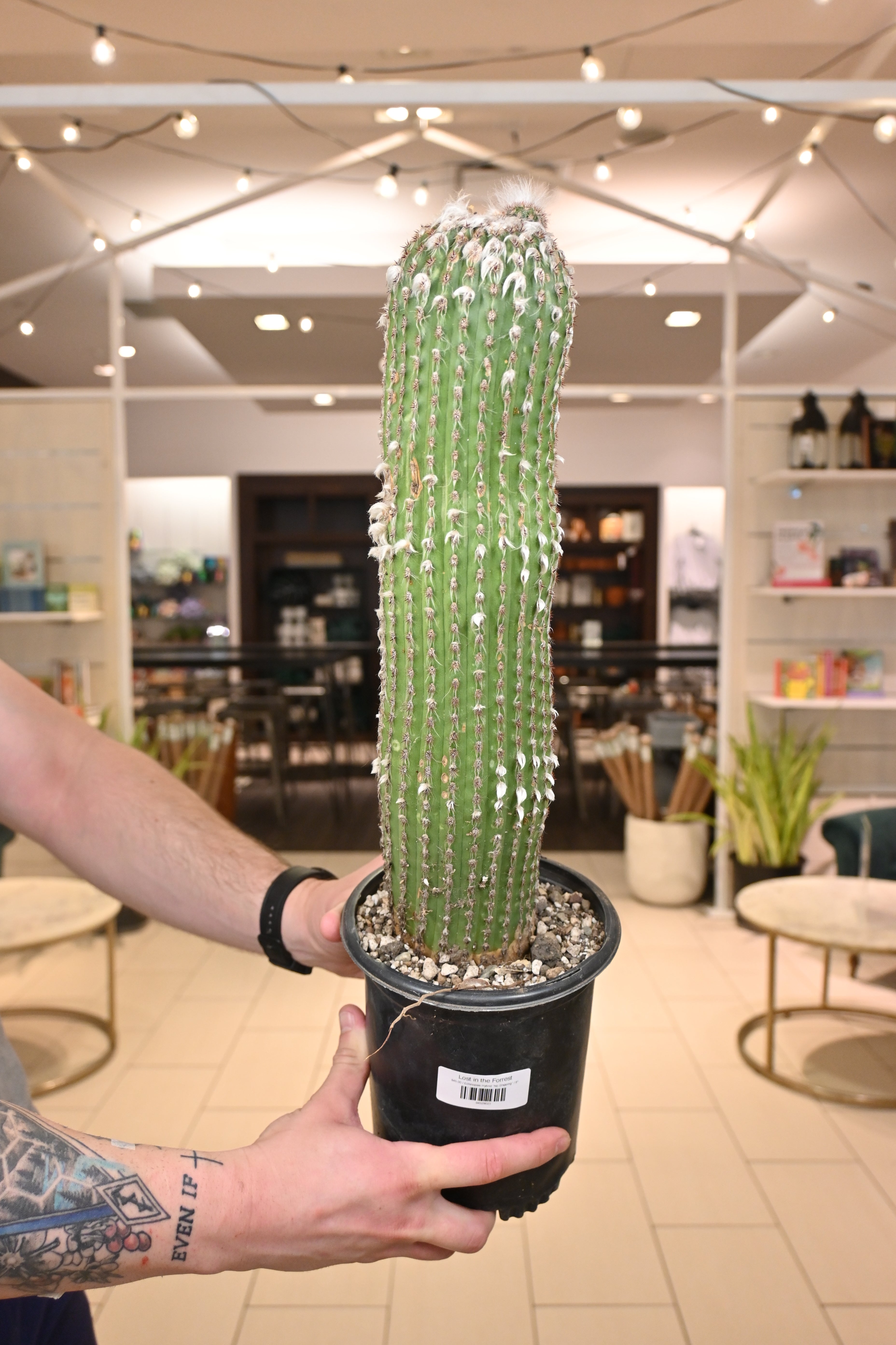 Echinopsis Hybrid *No Shipping*