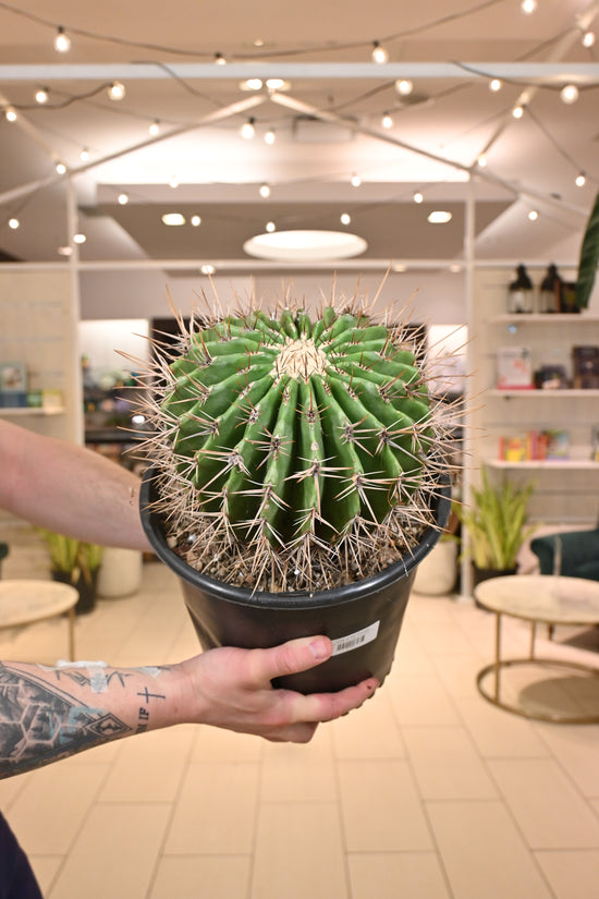 Echinocactus Palmeri *No Shipping*