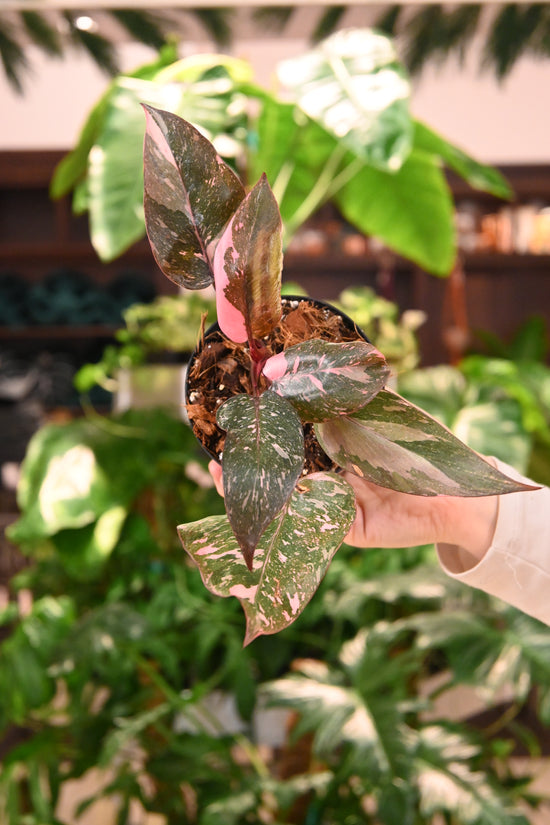 Marbled High Color Pink Princess Philodendron