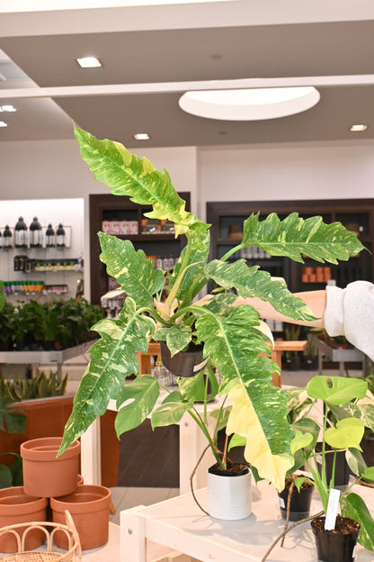 philodendron ring of fire vs jungle boogie Philodendron Ring of Fire – Lost in the Forrest