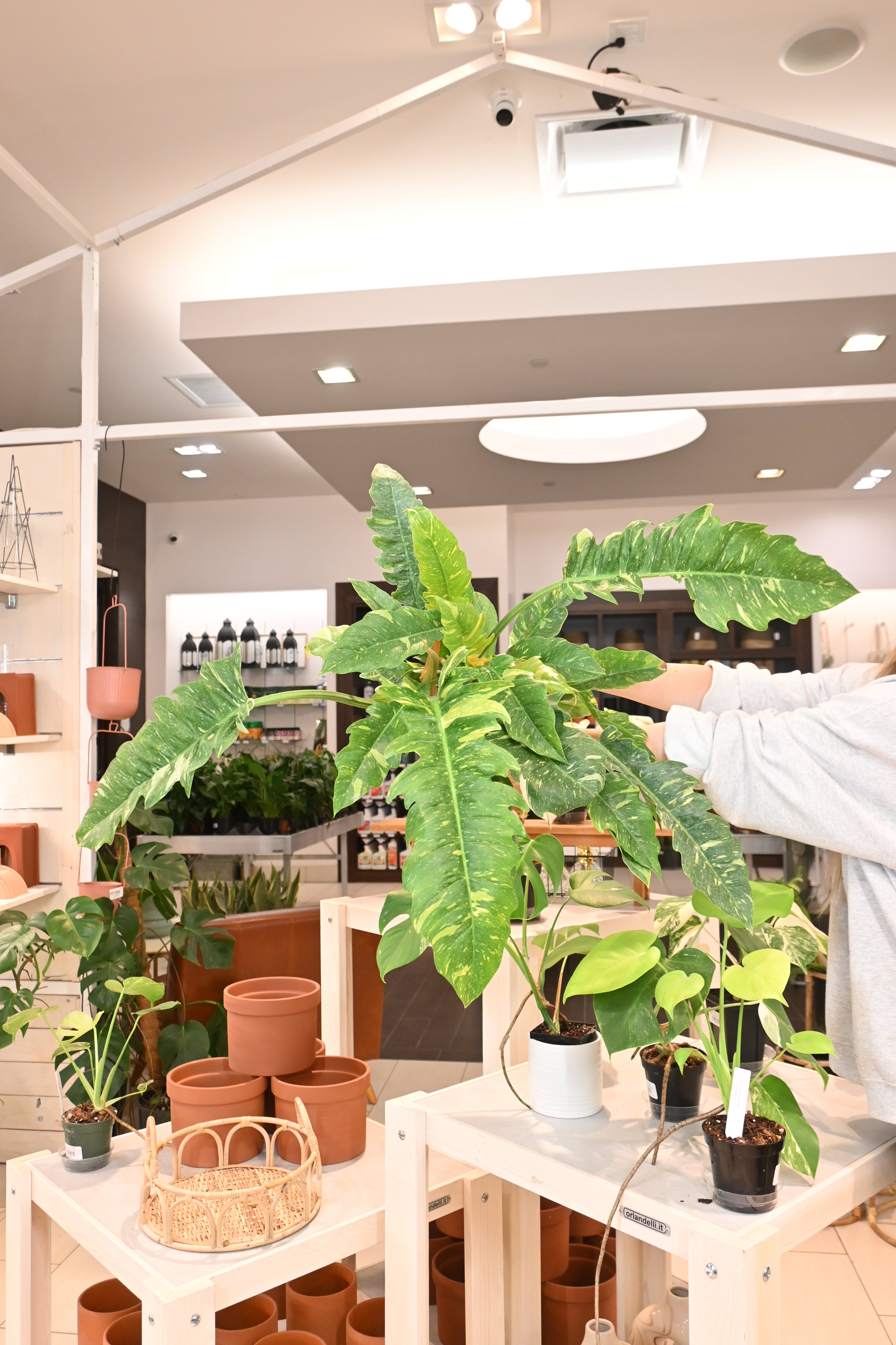 Philodendron Ring of Fire