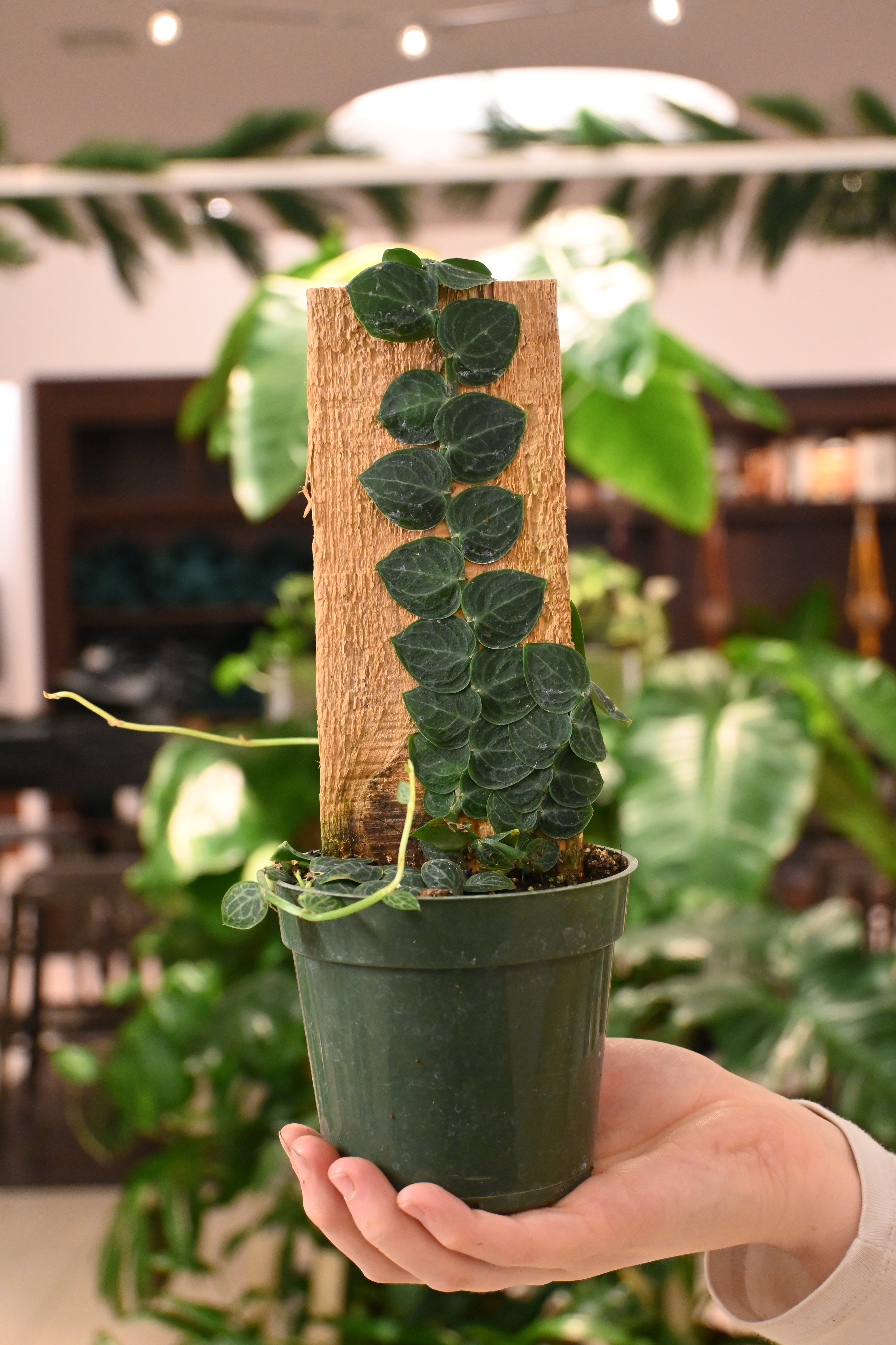 Rhaphidophora Cryptantha