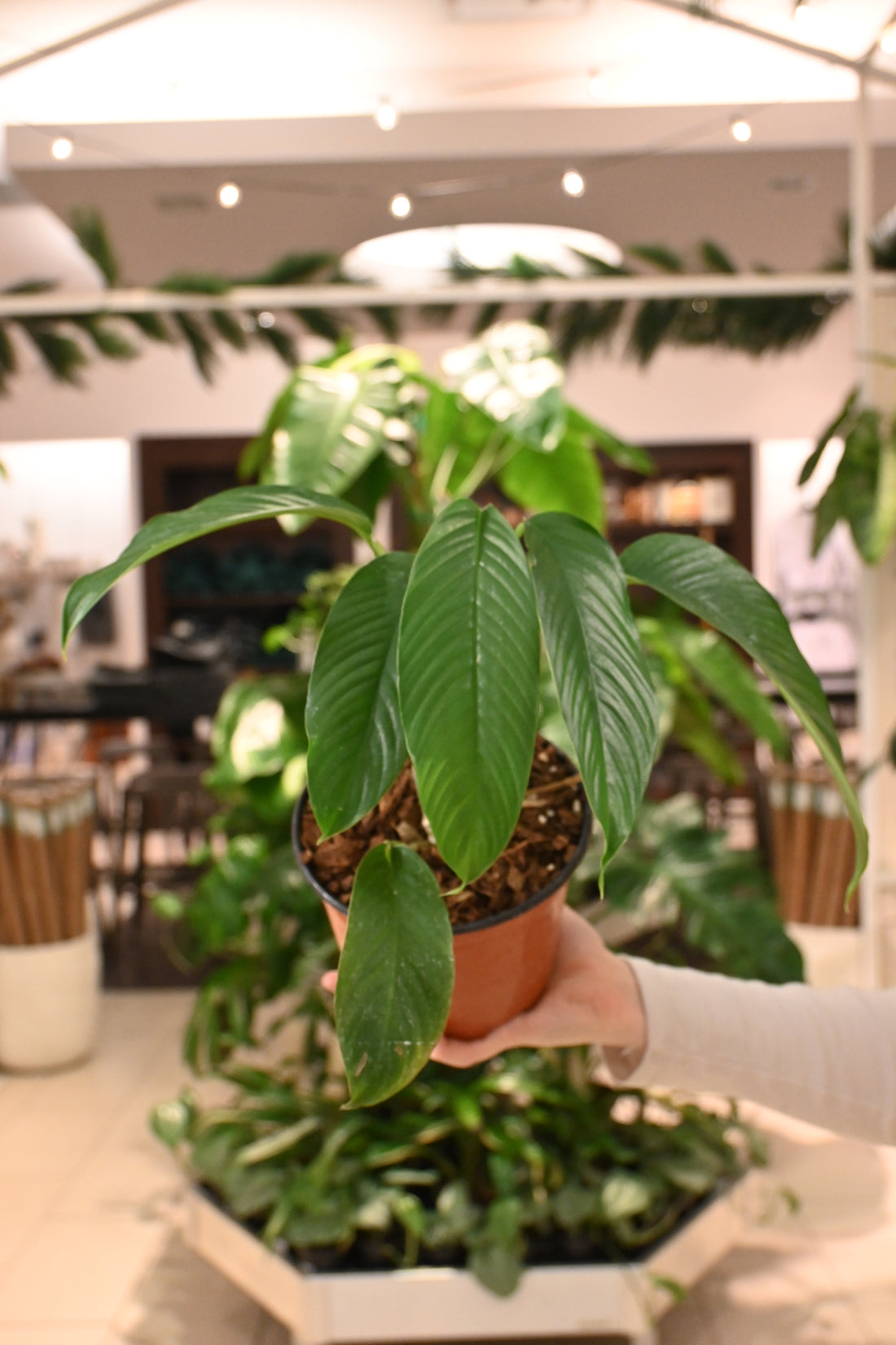 Rhaphidophora Hookie Sp.