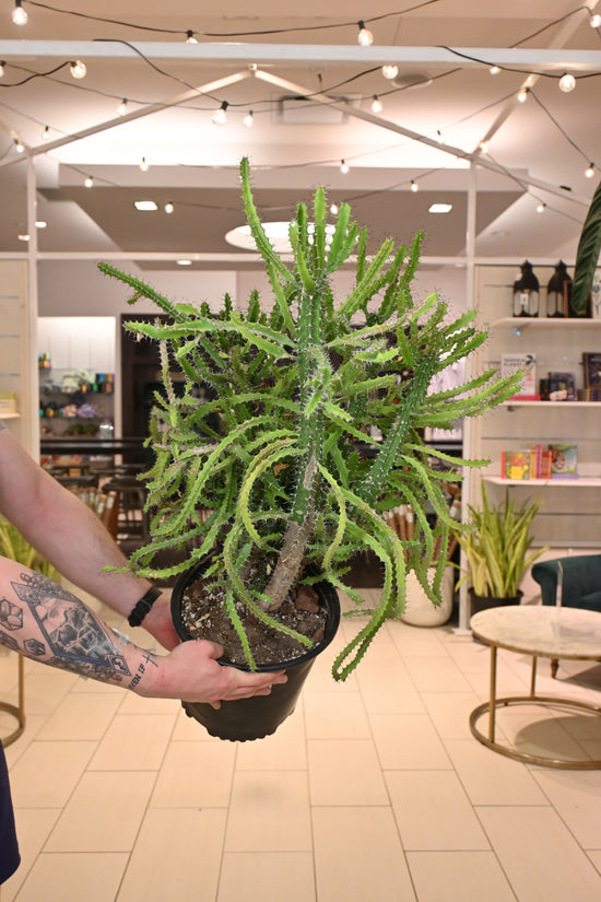 Euphorbia Hybrid *No Shipping*