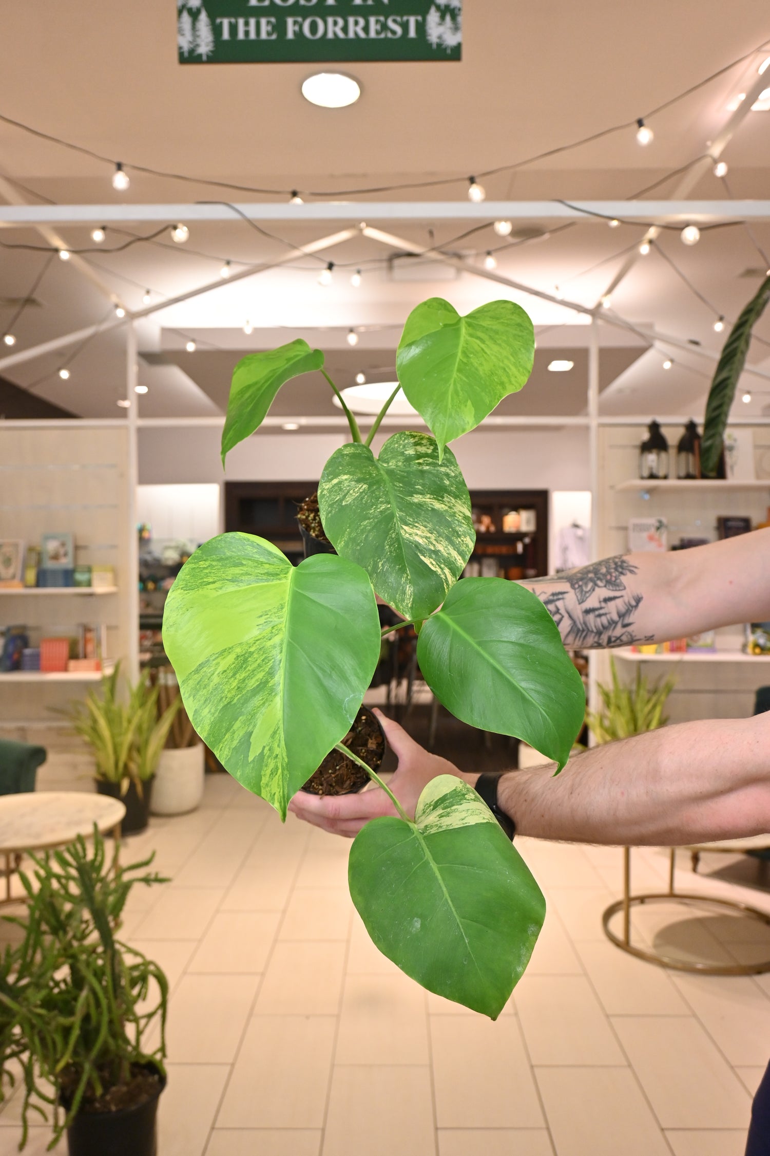 aurea monstera for sale Monstera Aurea – Lost in the Forrest