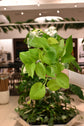Neon Pothos