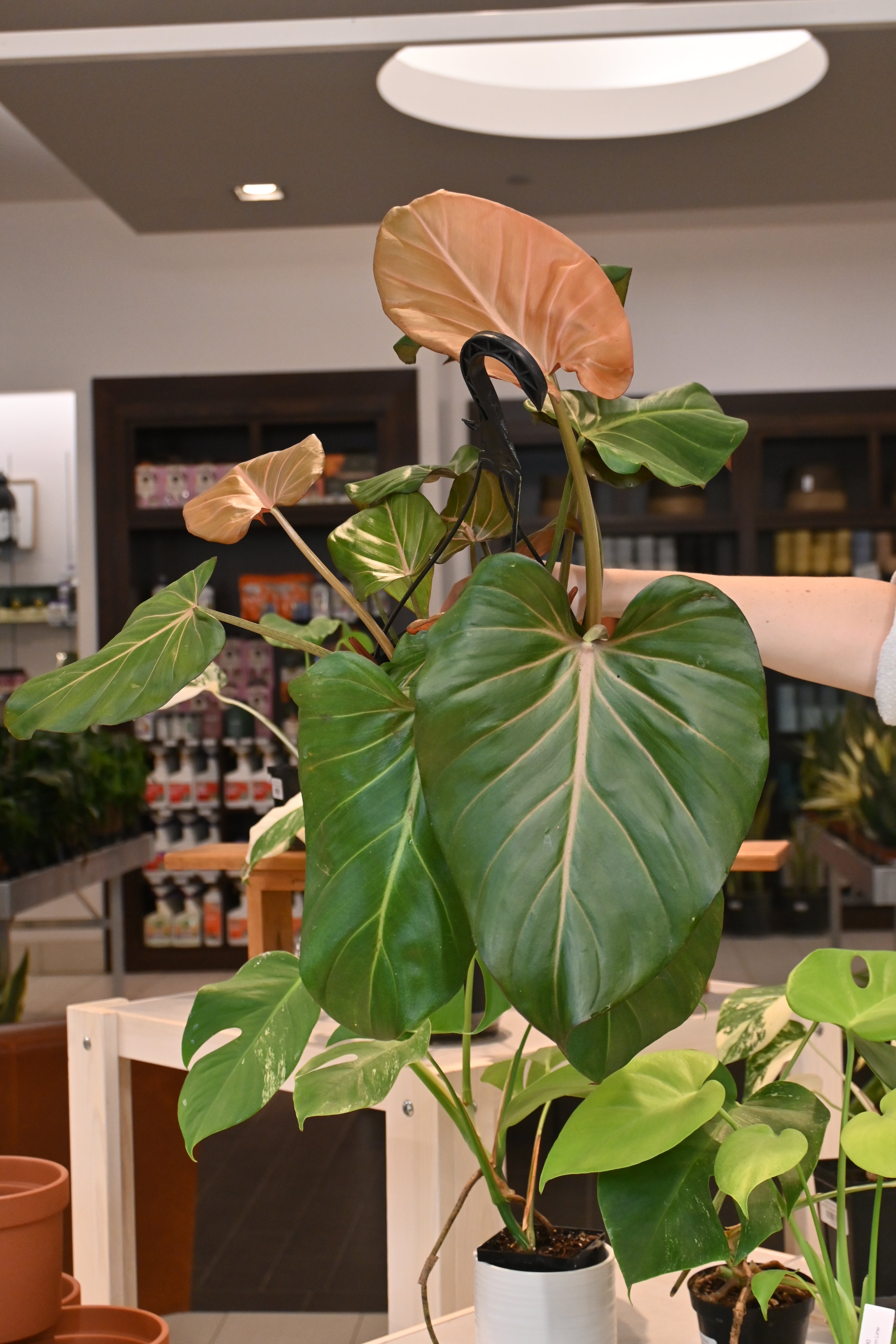 Philodendron Summer Glory