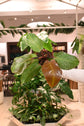 Philodendron McColley&