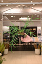 Philodendron Polypodioides