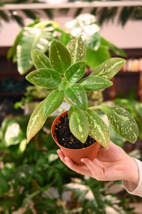 Michaelmoelleria Vietnamensis