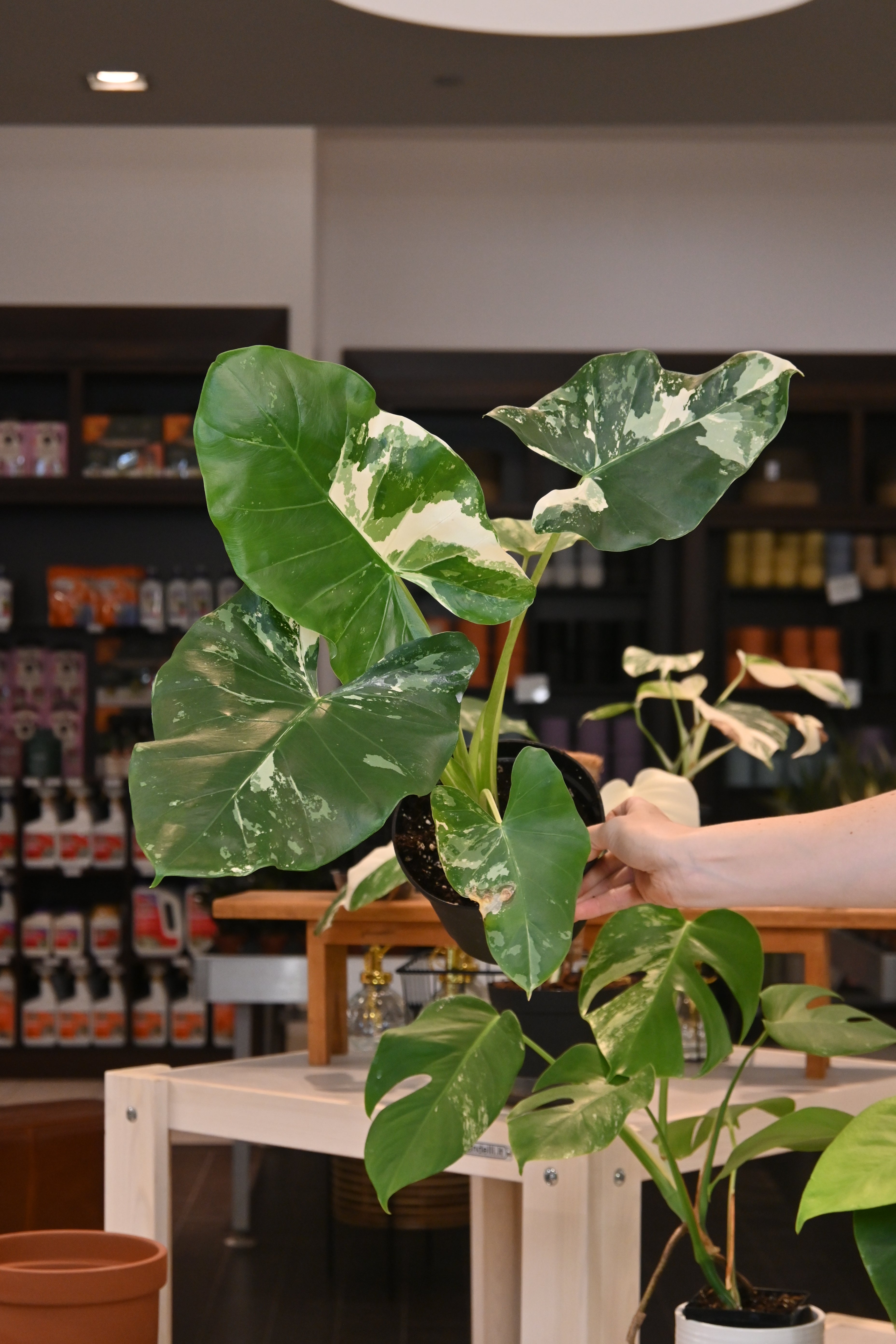 Alocasia Appaloose Gold