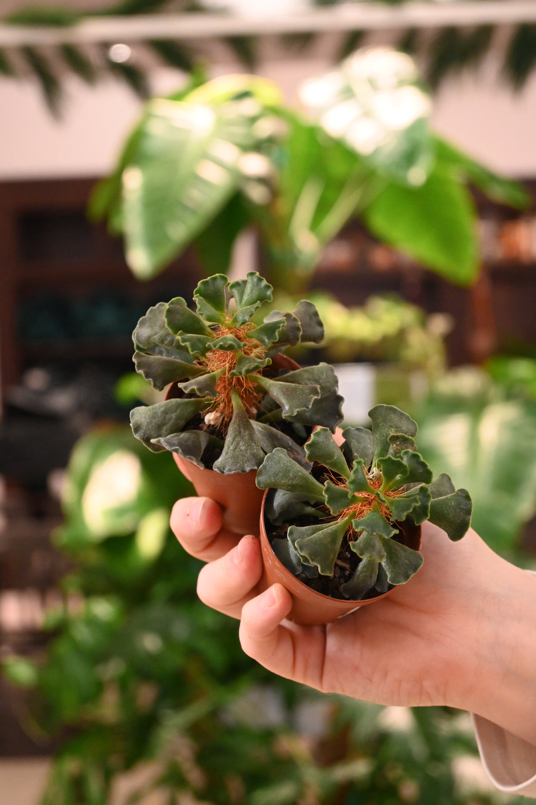 Adromischus Cristanthus