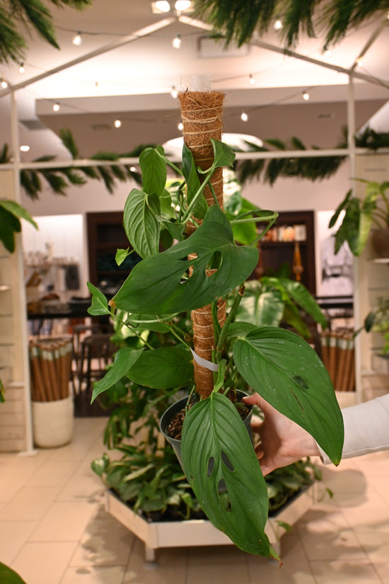 Monstera Lechleriana