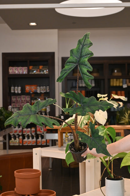 Alocasia Jacklyn