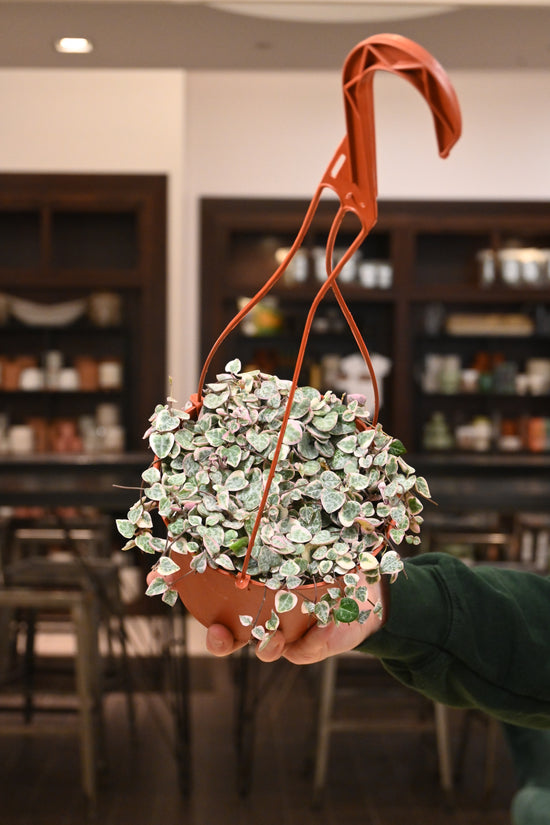Variegated String of Hearts