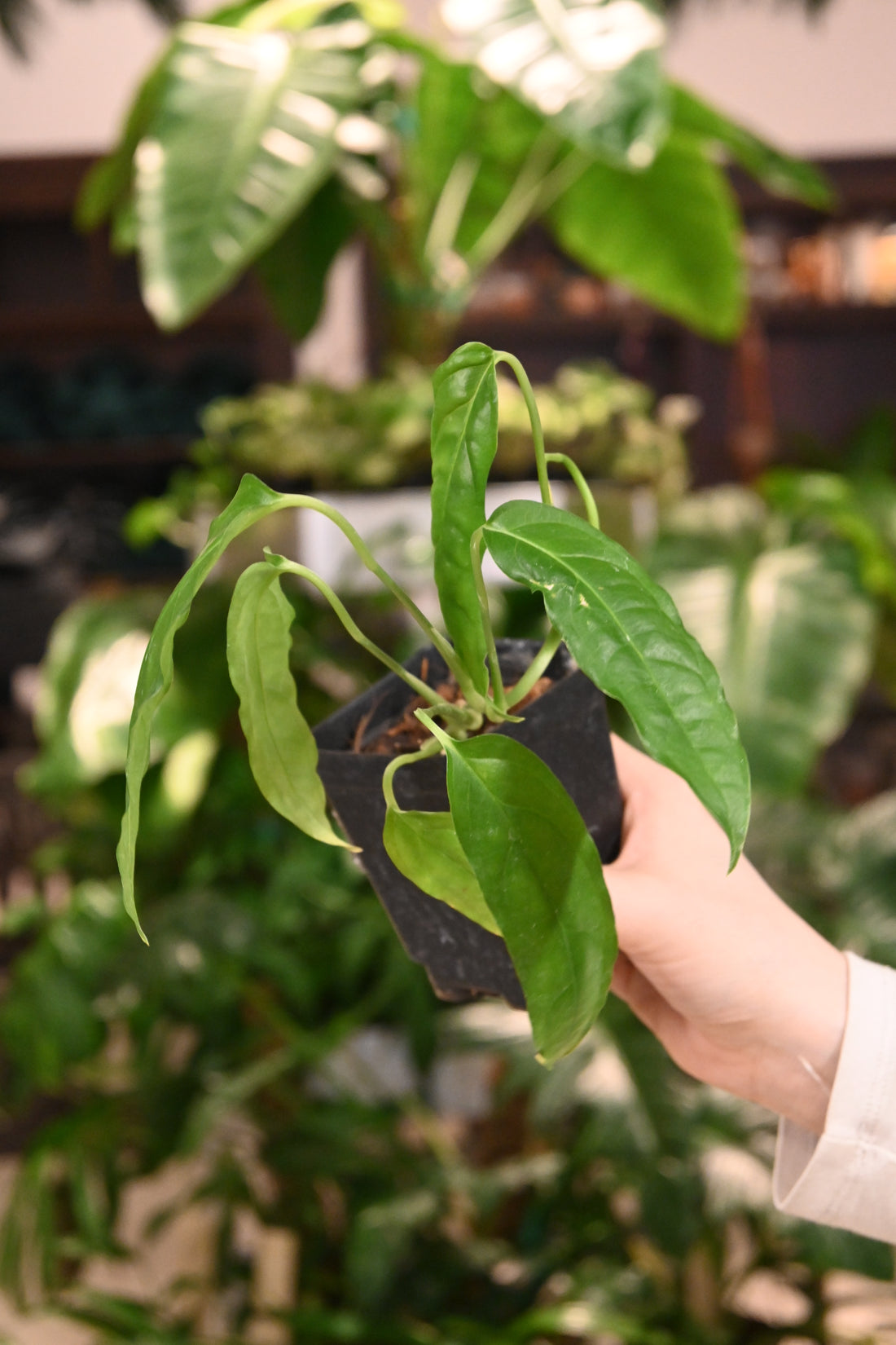 Monstera Obliqua Amazonas