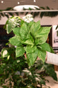 Marble Queen Pothos