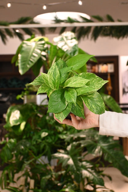Marble Queen Pothos