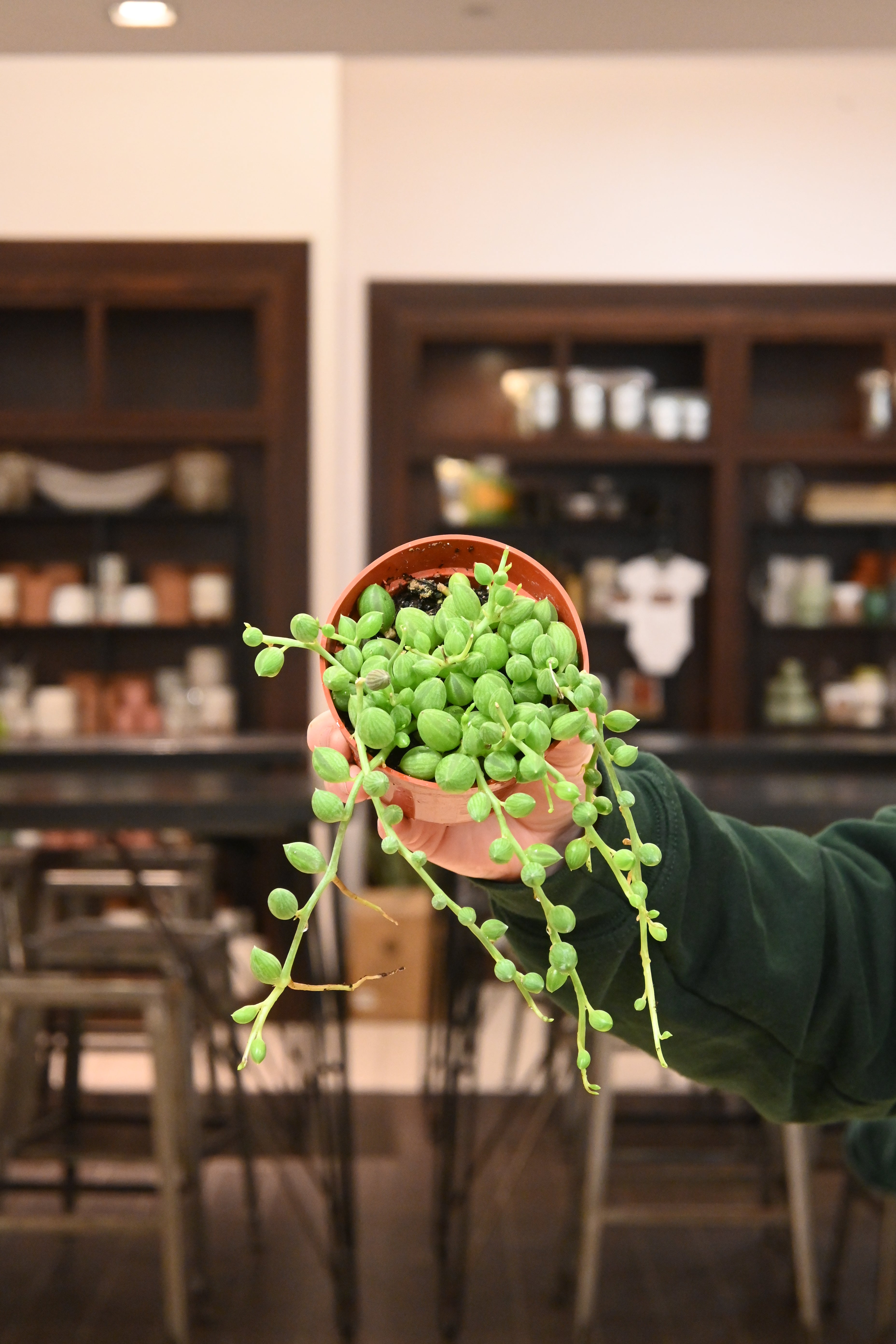 String of Watermelon