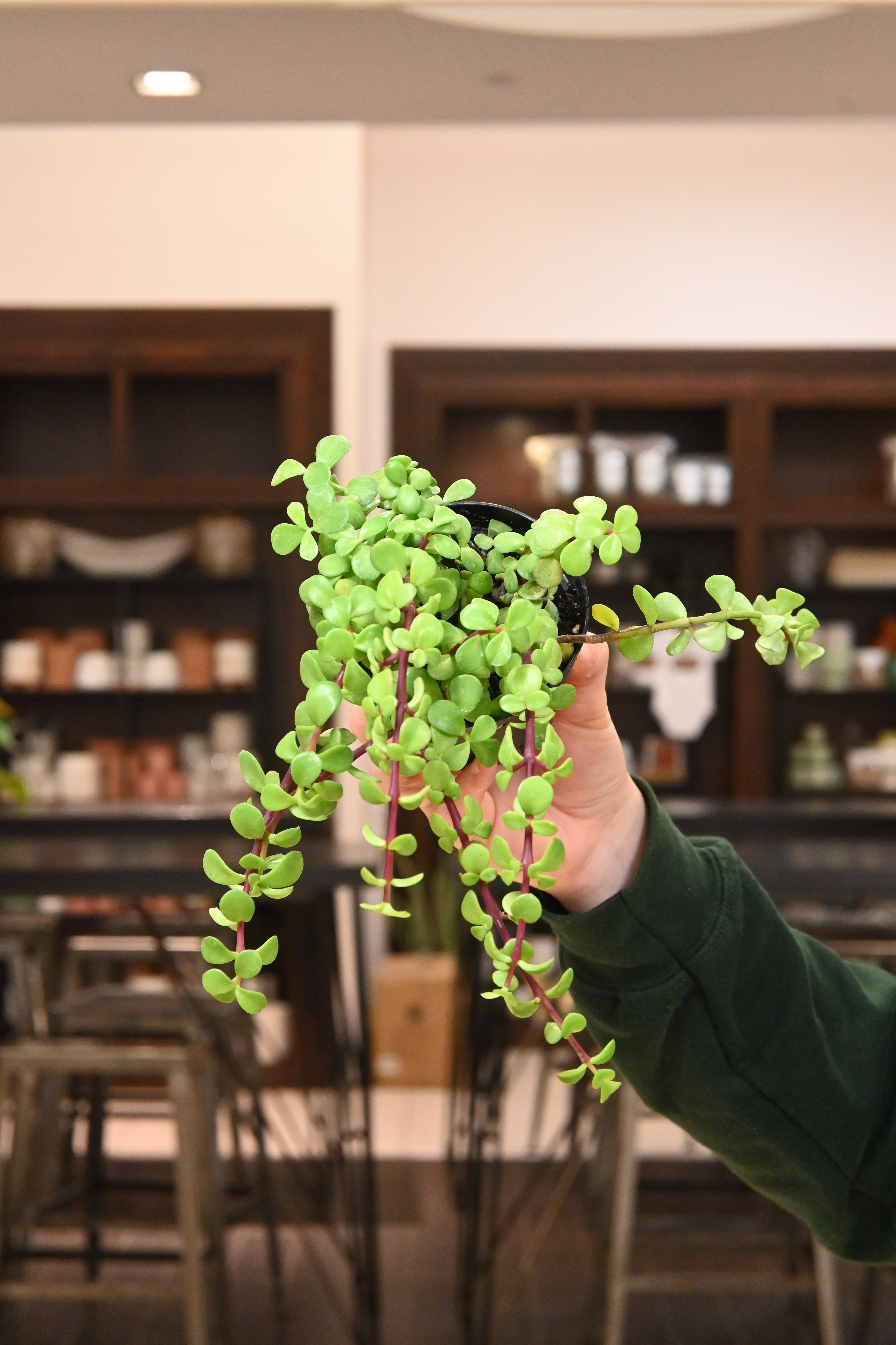 Portulacaria Afra Minima