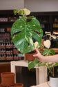 Monstera Thai Constellation