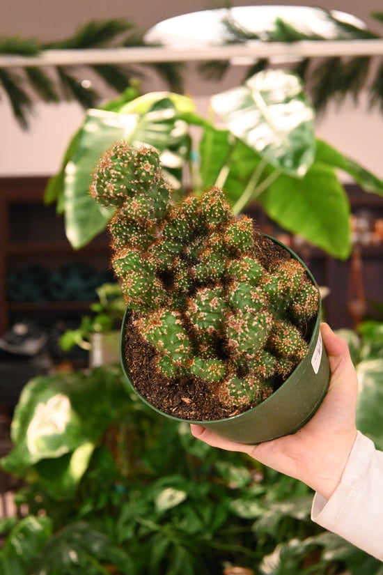 Monstrosus Minor