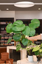 Monstera Deliciosa