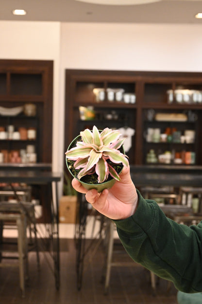 Assorted Cryptanthus