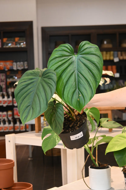 philodendron colombia Philodendron Colombia – Lost in the Forrest