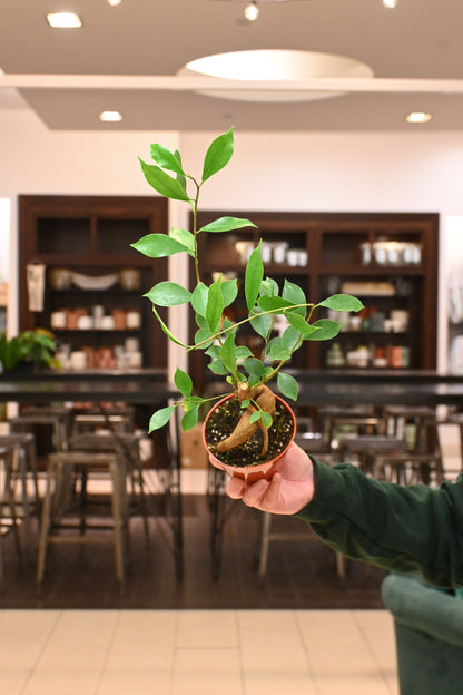 Ficus Ginseng