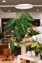 Alocasia Frydek