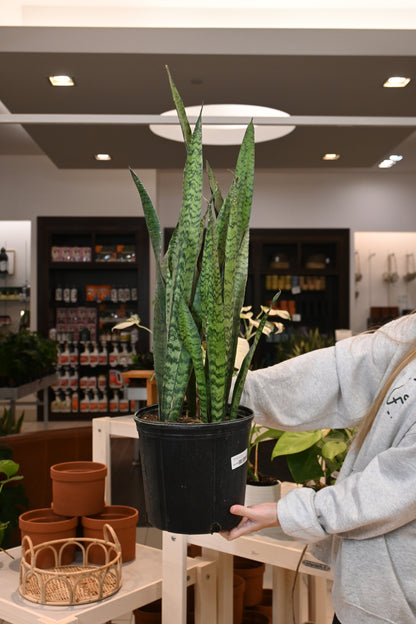 Sansevieria Zeylanica