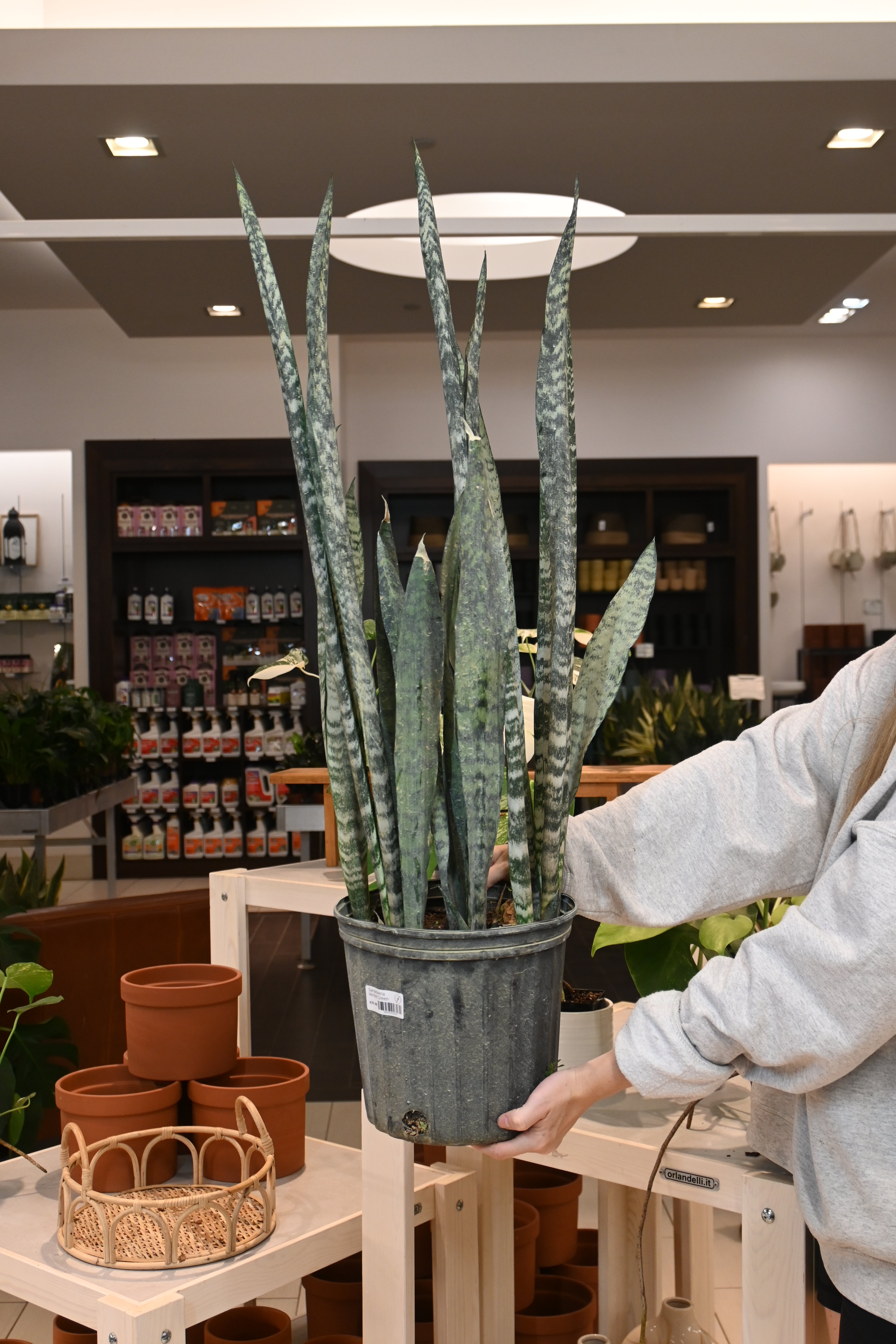 Sansevieria Winter Green
