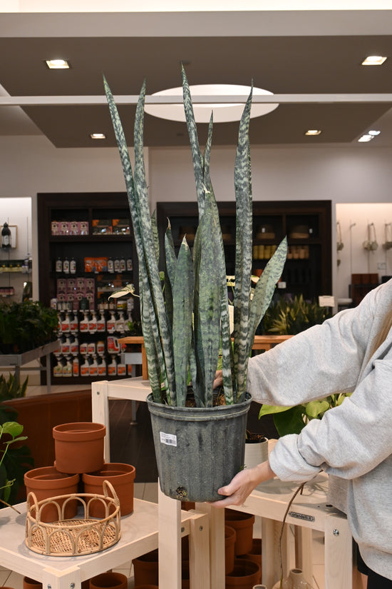 Sansevieria Winter Green