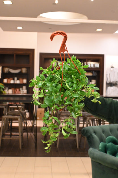 lipstick plant indoor Lipstick Purple Star – Lost in the Forrest