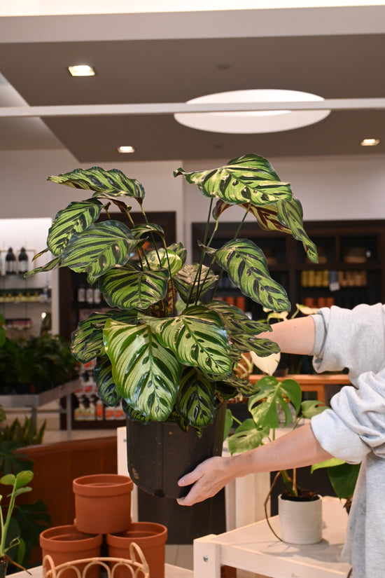 Calathea Makoyana