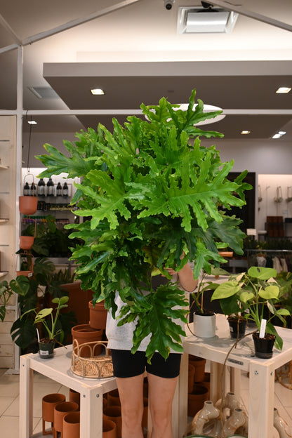 Philodendron Lickety Split