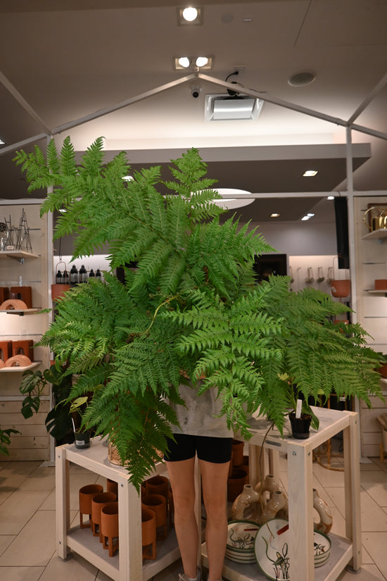 Australian Tree Fern