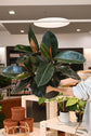 Ficus Burgundy