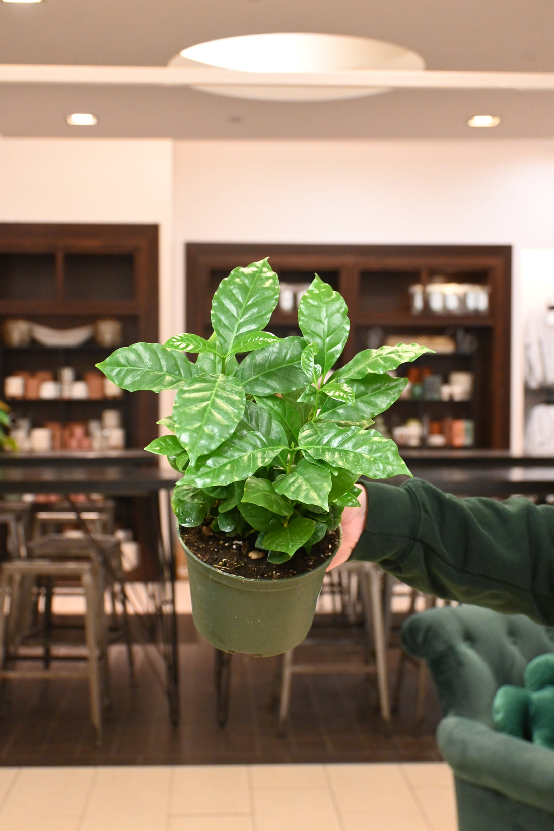 Coffee Plant