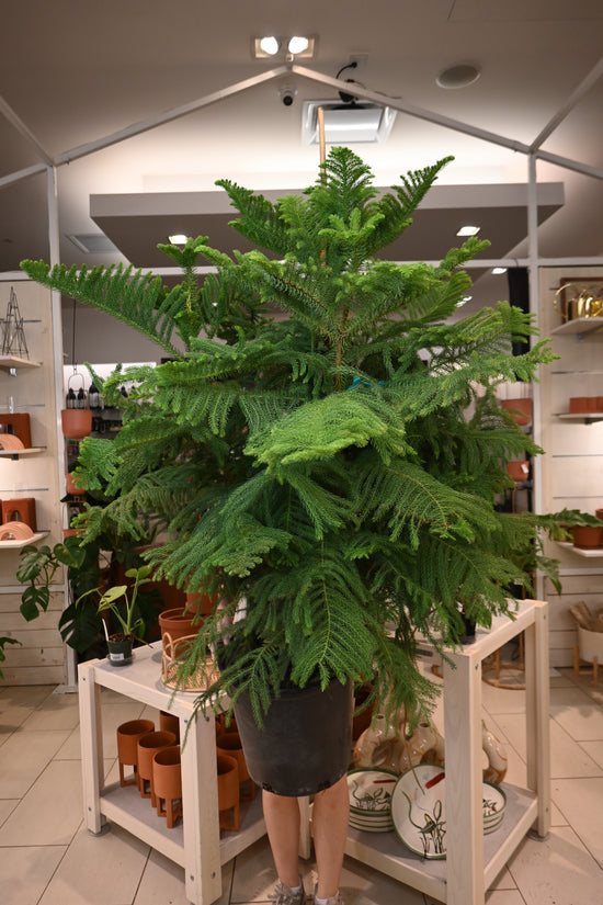 Norfolk Island Pine