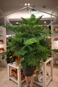 Norfolk Island Pine