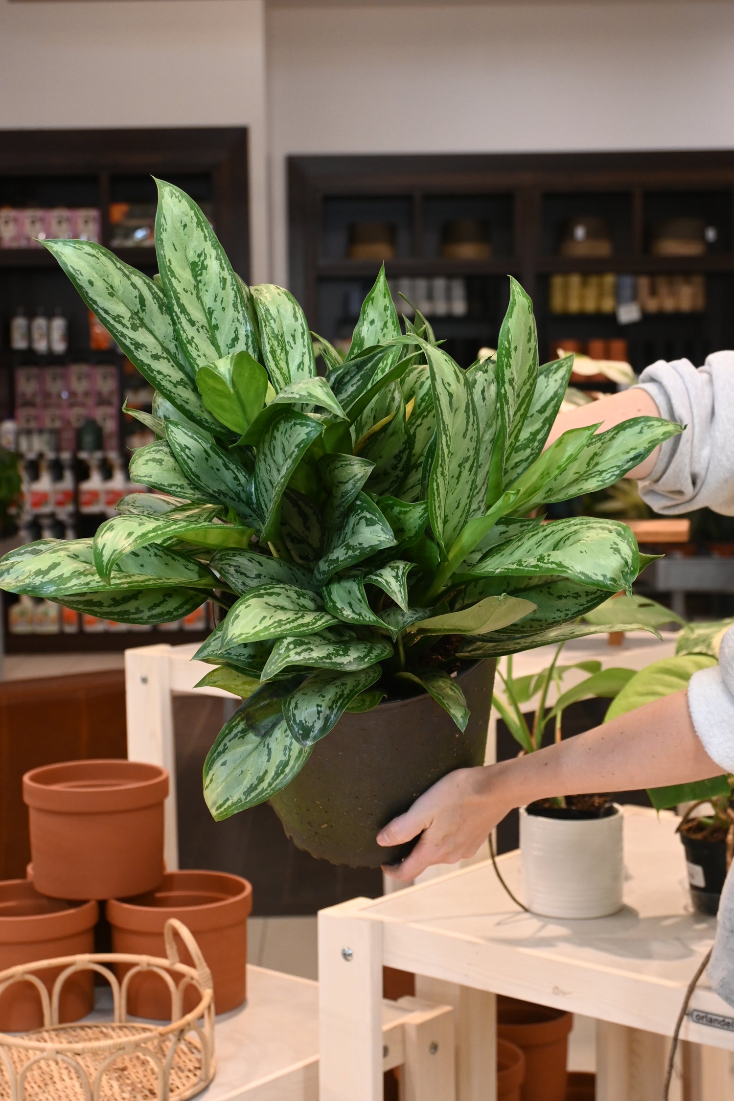 aglaonema maria christina Aglaonema 'Maria Christina'